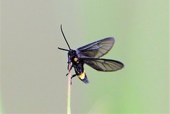 Psichotoe duvaucelii