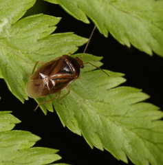 Monalocoris filicis
