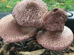 Leucoagaricus americanus