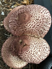 Leucoagaricus americanus