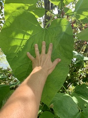 Catalpa speciosa
