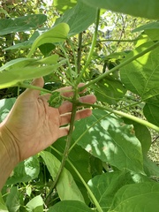 Catalpa speciosa