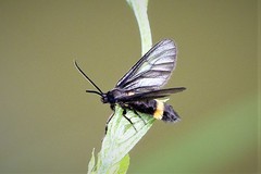 Psichotoe duvaucelii