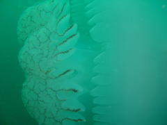 Eupilema inexpectata