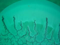 Eupilema inexpectata