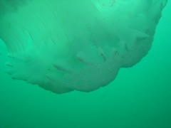 Eupilema inexpectata