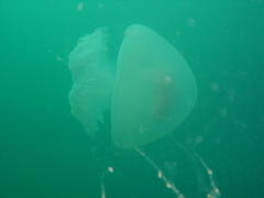 Eupilema inexpectata