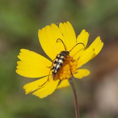 Typocerus