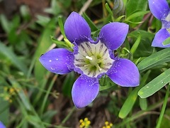 Gentiana septemfida grossheimii