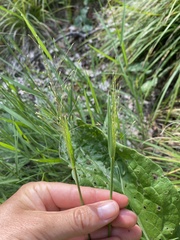 Digitaria cognata