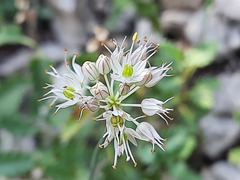 Allium saxatile