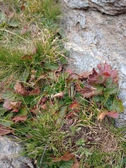 Epipodisma pedemontana