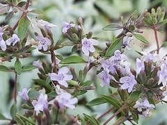 Ziziphora serpyllacea