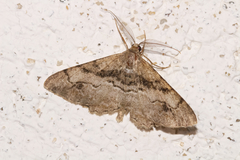 Alcis deversata