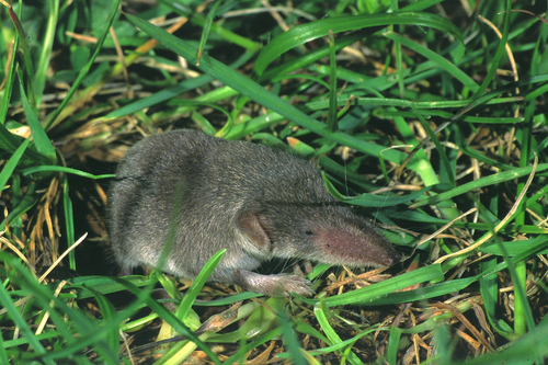 Bicoloured Shrew