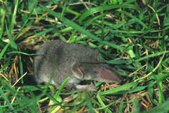 Crocidura leucodon