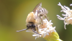 Colletes lucens