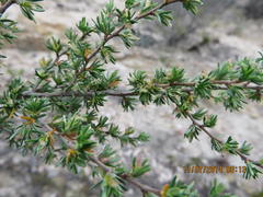 Cliffortia ramosissima