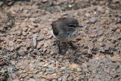 Muscicapa adusta adusta