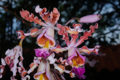 Myrmecophila tibicinis