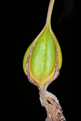 Myrmecophila tibicinis