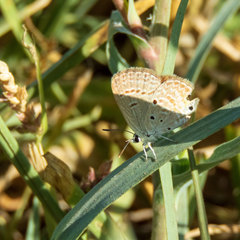 Euchrysops