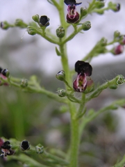 Scrophularia juratensis