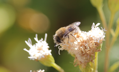 Colletes lucens