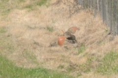 Rhynchotus rufescens