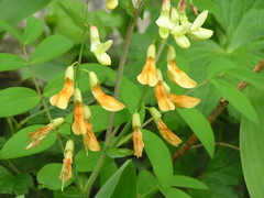 Lathyrus laevigatus