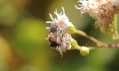 Colletes lucens