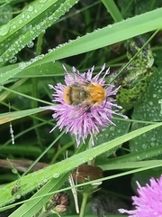 Bombus pascuorum