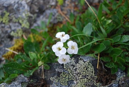 Richardson's bittercress (Cardamine digitata)