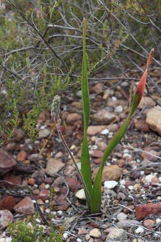 Trachyandra montana