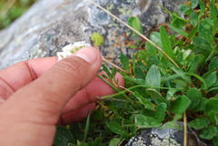 Cardamine digitata