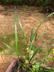 Maxillaria tenuifolia