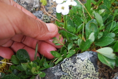 Cardamine digitata