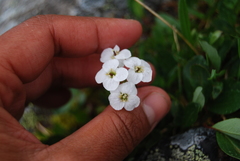 Cardamine digitata
