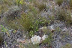 Serruria gremialis