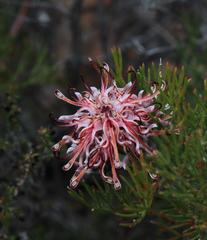 Serruria gremialis