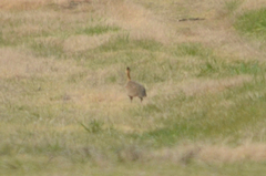 Rhynchotus rufescens