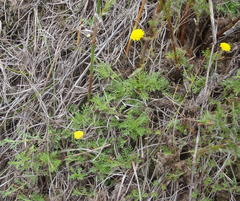 Cotula discolor