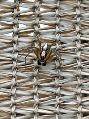 Oxyopes tridens