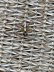 Oxyopes tridens