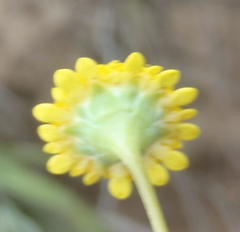 Cotula discolor