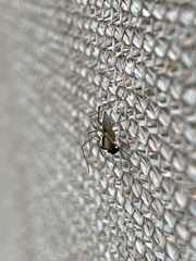 Oxyopes tridens
