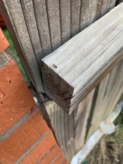 Crematogaster laeviuscula