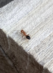 Crematogaster laeviuscula