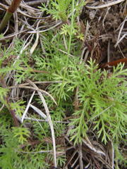 Cotula discolor