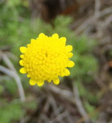 Cotula discolor